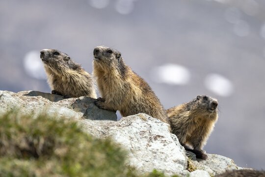 Three Marmots (Marmota marmota), High Tauern National Park, Carinthia, Austria