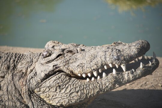Nile Crocodile (Crocodylus niloticus), Otjiwarongo Crocodile Ranch, Otjiwarongo, Namibia