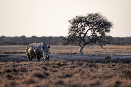 Southern white rhinoceros (Ceratotherium simum simum), Khama Rhino Sanctuary, Serowe, Botswana