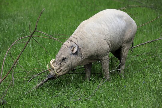 North sulawesi babirusa (Babyrousa celebensis), adult, male, foraging, captive, Sulawesi