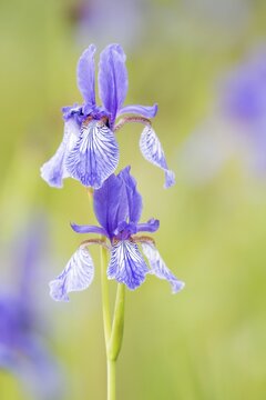 Siberian iris (Iris sibirica), Hesse, Germany