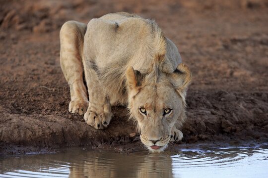Kalahari lion (Panthera leo vernayi), subadult male drinking at the waterhole, Tswalu Game Reserve, Kalahari, North Cape, South Africa