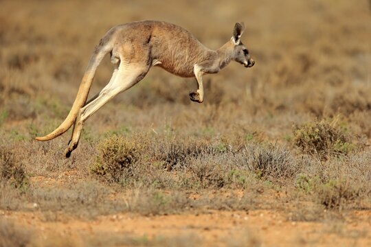 Red kangaroo (Macropus rufus), adult, jumping, Sturt National Park, New South Wales, Australia