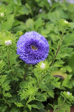 Chinese Aster (Callistephus chinensis), flower, Germany