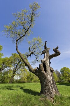 Partially dead tree in the gardens of Schloss Laxenburg Castle, Laxenburg, Lower Austria, Austria