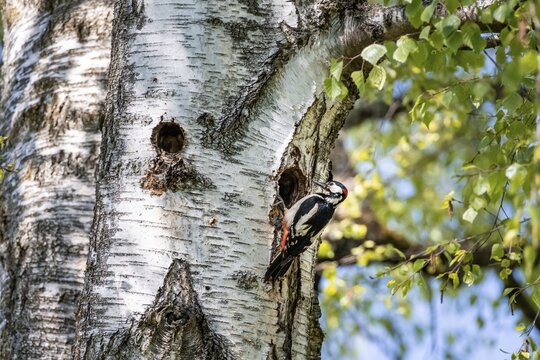 Great spotted woodpecker (Dendrocopos major), in front of the breeding cavity, Munich, Bavaria, Germany