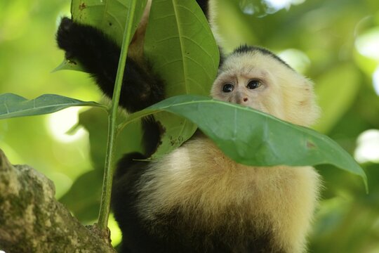 White-headed or White-faced capuchin (Cebus capucinus), Manuel Antonio National Park, Central Pacific Coast, Costa Rica, South America