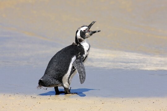 Jackass Penguin, Black-footed Penguin or African Penguin (Spheniscus demersus), juvenile, calling on the beach, Boulder, Simon's Town, Western Cape, South Africa