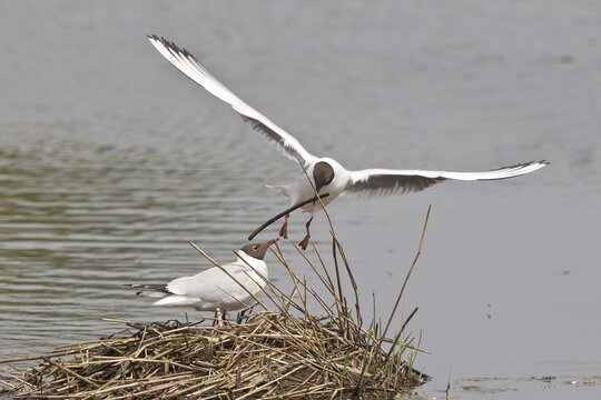Black-headed Gull (Larus ridibundus) approaching nest with nesting material, M&uuml;nster, North Rhine-Westphalia, Germany