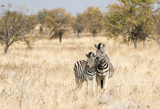 Two Burchell's Zebras (Equus quagga burchellii), mare with young standing next to each other in the dry scrubland, Etosha National Park, Namibia