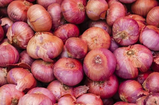 Onions (Allium cepa)