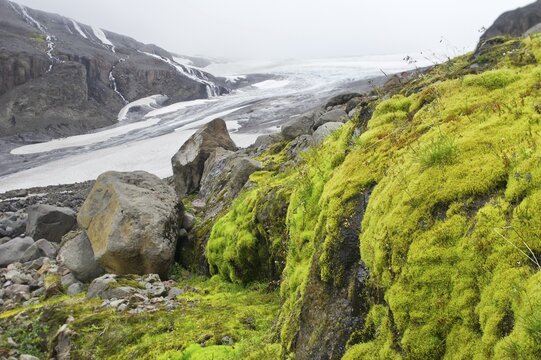 Willow moss, Drangajoekull Glacier at back, Kaldal&oacute;n, Westfjords or West Fjords, Iceland, Europe