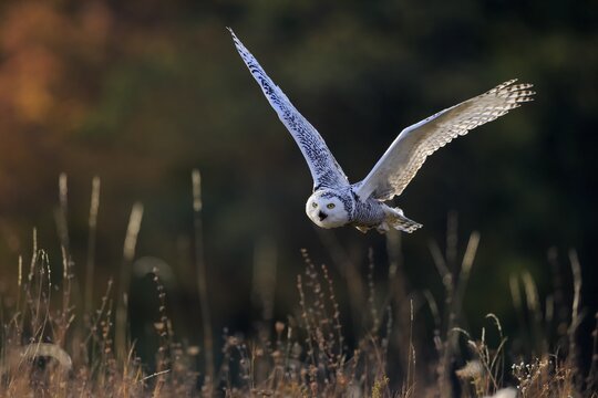 Snowy owl (Nyctea scandiaca), adult, calling, flying, Rimavska Sobota, Slovakia