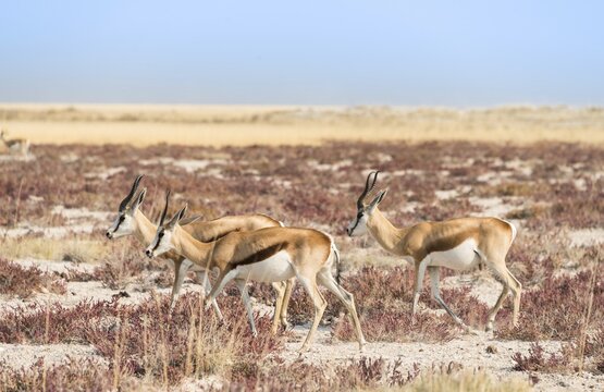 Groupe of springboks (Antidorcas marsupialis), Etosha National Park, Namibia