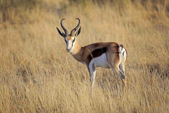 Springbok (Antidorcas marsupialis), adult, male, standing in dry grass, Mountain Zebra National Park, Eastern Cape, South Africa