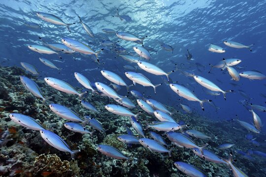 Shoal of Suez Fusilier (Caesio sueviva) swimming over coral reef, Red Sea, Fury Shoals, Egypt
