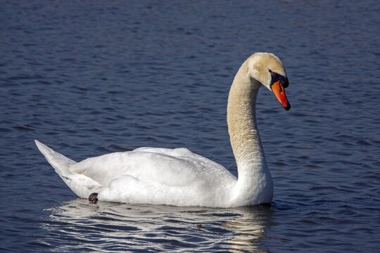Swan, Mute Swan (Cygnus olor) swimming in the water, Baden-W&uuml;rttemberg, Germany
