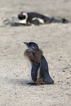 African Penguin (Spheniscus demersus), young moulting, Boulders Beach, Simon's Town, Western Cape, South Africa