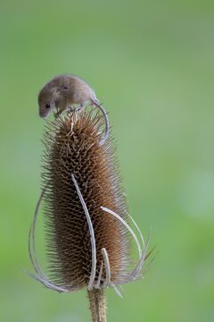 Eurasian Harvest Mouse (Micromys minutus), adult climbing on the seed head of a thistle, Surrey, England, United Kingdom