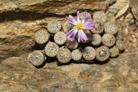 Conophytum, Living Stones, blooming, blossoms, Stellenbosch Botanic Garden, Western Cape, South Africa
