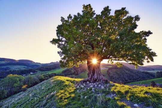 Oak tree (Quercus) with sun star at sunset, Swiss Jura Mountains, Canton Basel-Landschaft, Switzerland