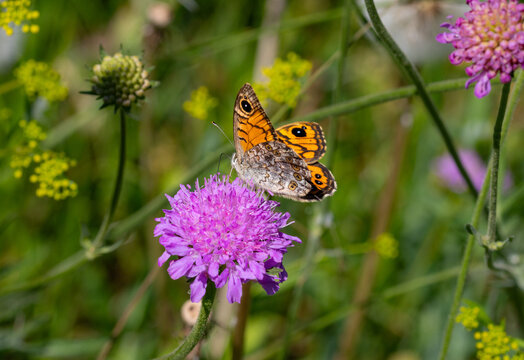 Lasiommata megera the wall brown butterfly on scabiosa blossom 