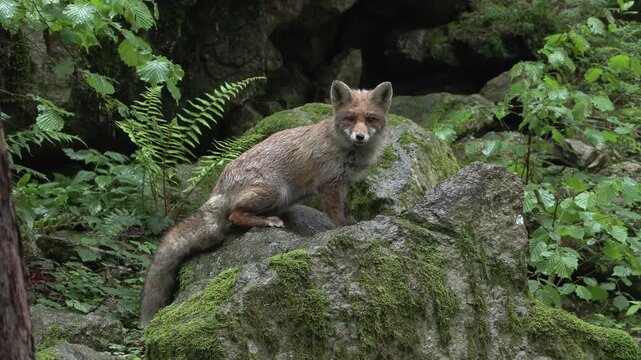 red fox, Vulpes vulpes, volpe rossa, wildlife in nature, alpine forest animal, cinematic wildlife, full HD footage