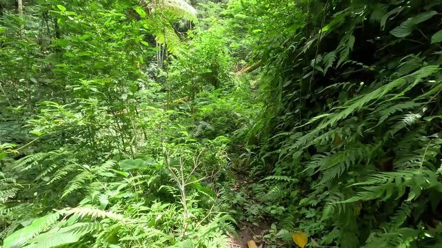 POV stabilizing shot of walking inside tropical jungle of Java island on a sunny day, stepping over a fallen tree log