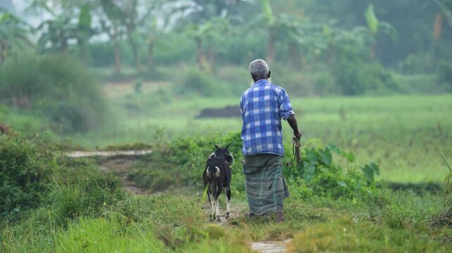 Bogura, Bangladesh - 14 December 2023: View of an elderly man walking with a black goat on a leash along a dirt path through lush green fields in the countryside.