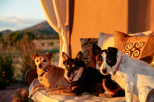 Three cute dogs relaxing on a porch at sunset