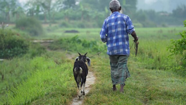 Bogura, Bangladesh - 14 December 2023: View of a man in traditional clothing walking a black goat along a narrow dirt trail through lush green fields in the countryside.