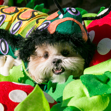 Small dog dressed in a colorful bug costume