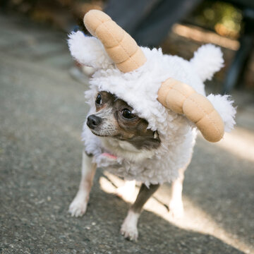 Small dog wearing a fluffy horned costume