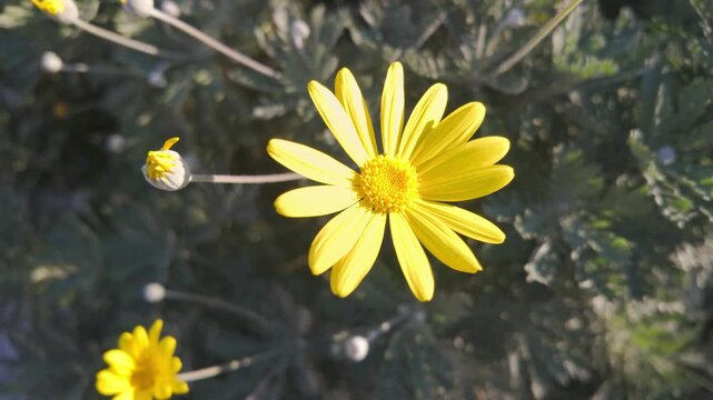Close-up of yellow euryops daisy flower and bud in natural outdoor garden setting.