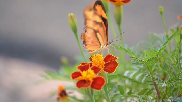 Julia butterfly (Dryas iulia), a beautiful Julia butterfly (Dryas iulia) delicately feeding on a small flower in a garden, 4k slow motion video.