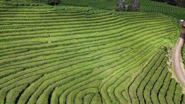 Patterned tea fields shaped by parallel rows across volcanic hills of Sao Miguel Island, aerial view