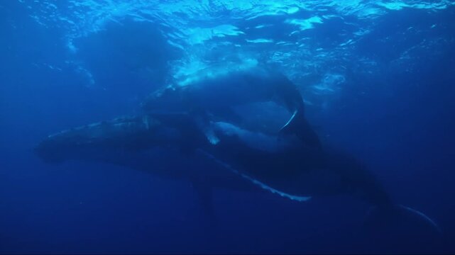 Humpback whale family swimming in the deep blue ocean with a calf breathing at the surface