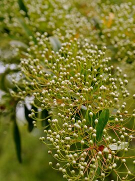Wald-Holunder (Nuxia floribunda)