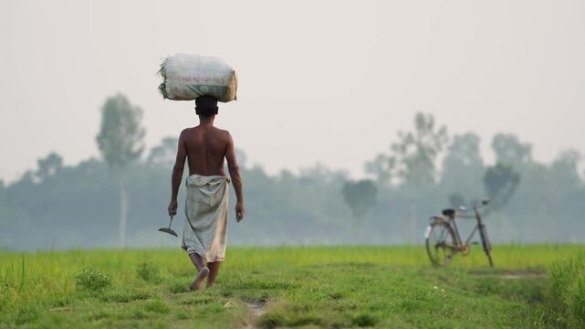 Bogura, Bangladesh - 11 December 2023: View of a shirtless farmer walking through a green field while carrying a heavy sack on his head and holding a tool.