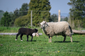 Fototapeta premium White adult sheep and a black lamb on a pasture.