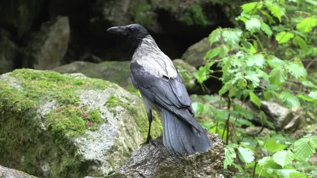 hooded crow, Corvus cornix, cornacchia grigia, European bird wildlife, cinematic nature, full HD footage