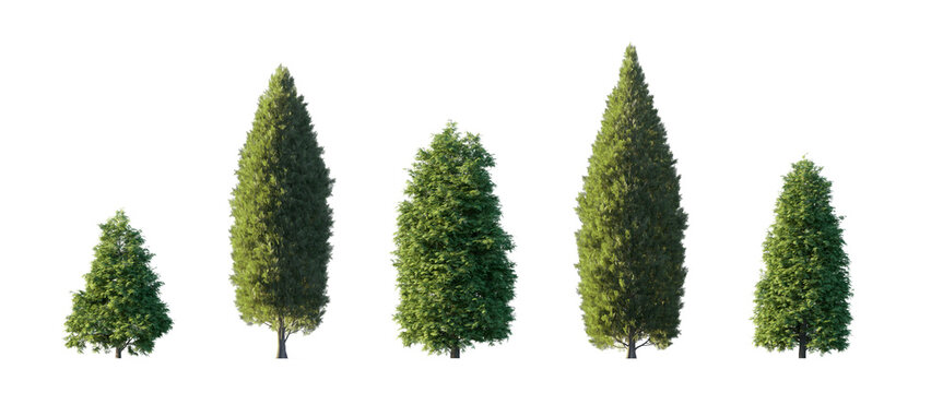 thuja of two types (smaragd emerald green, whipcord) isolated PNG on a transparent background premium nature cutout