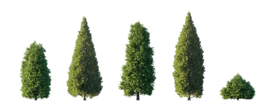 thuja of two types (smaragd emerald green, whipcord) isolated PNG on a transparent background premium nature cutout