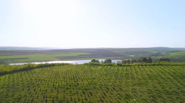 Aerial view of young walnut orchard rows on green hills in Moldova