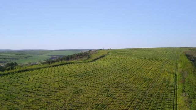 Parallax aerial view of young walnut orchard rows on green hills in Moldova