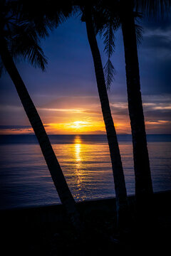 sunset on the beach through the palm trees, photographed in Donsol, the Philippines