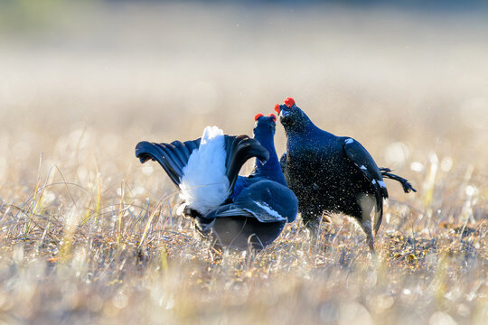 Black grouse cock fight (Lyrurus tetrix) at lek