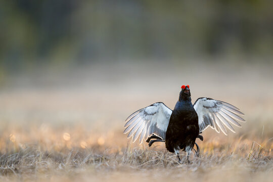 Black grouse cock (Lyrurus tetrix) at lek