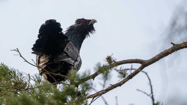 The western capercaillie cock (Tetrao urogallus)