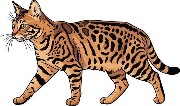 Ocicat Cat walking relaxed movement side view vector illustration